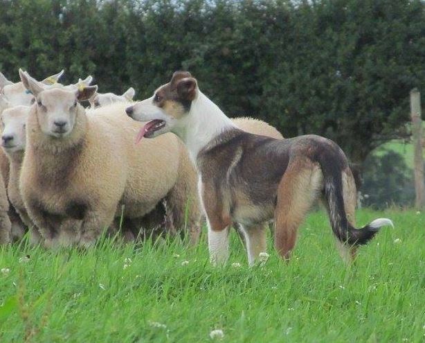 Welsh Sheepdog Wilden Blaidd